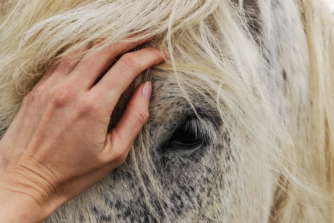 Kärleken till hästar är tidskrävande